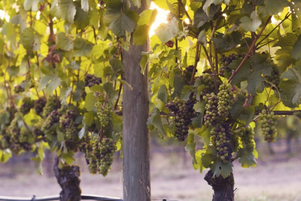 Picture of grapes on the vine/tree.