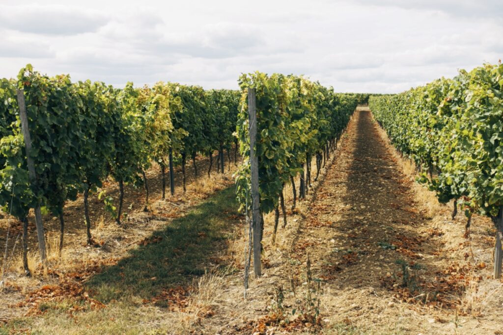 more distant pic of grape vine/trees in a farm area